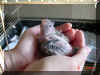 Cockatiel-baby-030602b.jpg (80589 bytes)