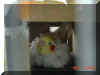 Cockatiel030403_Didi_hatching.jpg (40546 bytes)