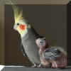 Cockatiel053009i.jpg (37654 bytes)