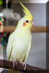 Cockatiel070109a.jpg (30412 bytes)