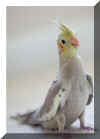Cockatiel070109b.jpg (23477 bytes)