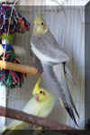 Cockatiel070109c.jpg (50138 bytes)