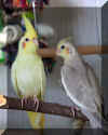 Cockatiel070109d.jpg (42046 bytes)
