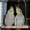 Cockatiel070609.JPG (468847 bytes)